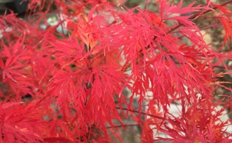 Japanese Maple