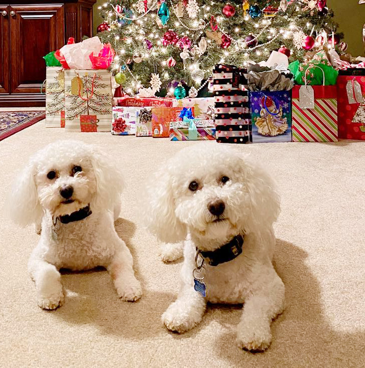 Dogs in front of Christmas tree